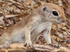 (Round-tailed Ground Squirrel) perching