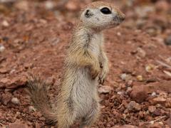 (Round-tailed Ground Squirrel) standing