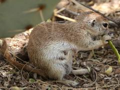 (Round-tailed Ground Squirrel) nibbling