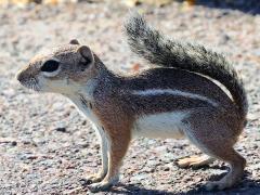 (Harris's Antelope Squirrel) lateral