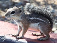 (Harris's Antelope Squirrel) profile