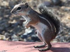 (Harris's Antelope Squirrel) standing
