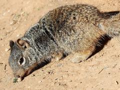 (Rock Squirrel) lateral