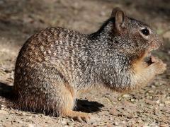 (Rock Squirrel) feeding profile