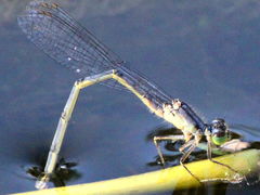 (Eastern Forktail) female ovipositing