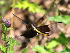 (Widow Skimmer) female flying