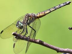 (Blue Dasher) female lateral