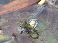 (Eastern Forktail) female ovipositing