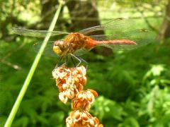 (Curly Dock) White-faced Meadowhawk male on Curly Dock