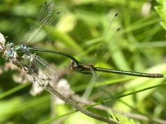 (Emerald Spreadwing) mating tandem