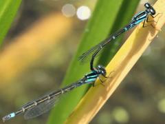 (Skimming Bluet) mating tandem