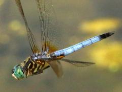(Blue Dasher) male flying