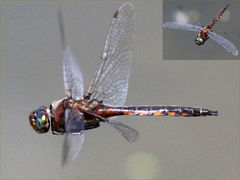 (Common Baskettail) male flying