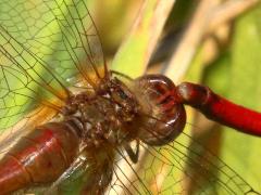 (Autumn Meadowhawk) mating tandem