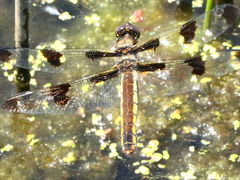 (Twelve-spotted Skimmer) female laying