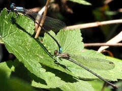 (Blue-fronted Dancer) mating tandem