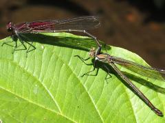 (American Rubyspot) mating tandem