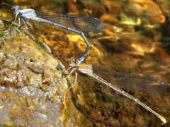 (Powdered Dancer) mating tandem