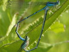 (Stream Bluet) mating wheel