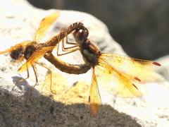 (Eastern Amberwing) mating wheel