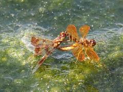 (Eastern Amberwing) mating wheel