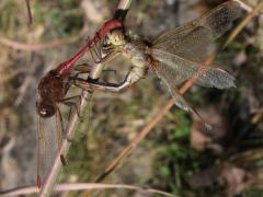 (Saffron-winged Meadowhawk) mating wheel
