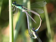 (Eastern Forktail) mating