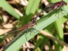 (American Rubyspot) mating tandem