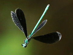 (Ebony Jewelwing) male hovering
