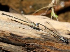(Blue-tipped Dancer) mating tandem