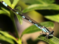 (Tule Bluet) male profile