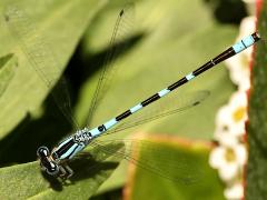 (Tule Bluet) male wings