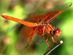 (Flame Skimmer) male profile