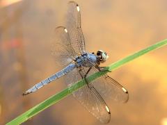 (Comanche Skimmer) male back