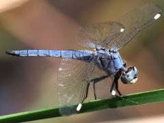 (Comanche Skimmer) male lateral
