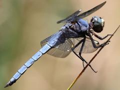 (Comanche Skimmer) male profile