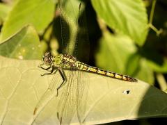 (Western Pondhawk) female dorsal