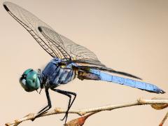 (Blue Dasher) male face
