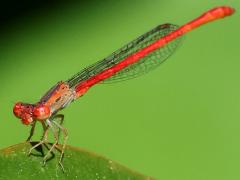 (Desert Firetail) male face