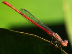 (Desert Firetail) male profile