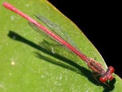 (Desert Firetail) female dorsal