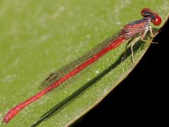 (Desert Firetail) female lateral