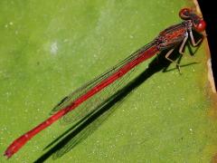 (Desert Firetail) female profile