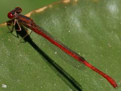 (Desert Firetail) male rear