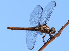 (Roseate Skimmer) female profile