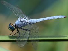 (Western Pondhawk) male profile