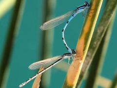 (Familiar Bluet) mating tandem