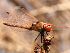 (Variegated Meadowhawk) male face