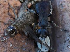 (Japanese Burrowing Cricket and Square-headed Wasp)