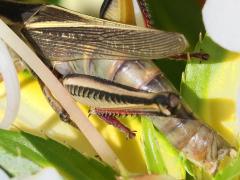 (Two-striped Grasshopper) gravid female